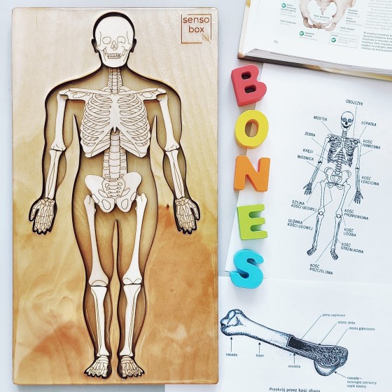 Człowiek - układ kostny